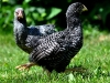 Plymouth Rock kyckling - höna & tupp
