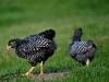 Plymouth Rock kyckling - höna