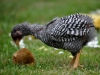Plymouth Rock kyckling - tupp