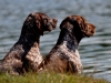 Elof &Fifi