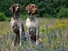 Fifi & Elof