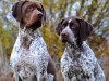 Elof &Fifi