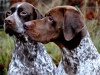 Fifi & Elof