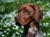Elof