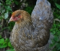 Guld blåbandad Brahmahöna - kyckling