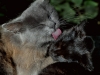 Katten & Tant Brun