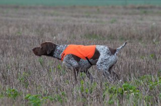 elof står stramt, för har-lega...