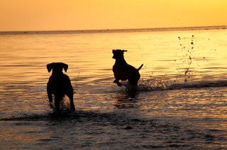 Elof och Fifi i Öresund