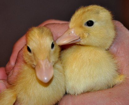 Mignonanka