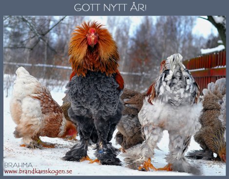 Gott nytt år!