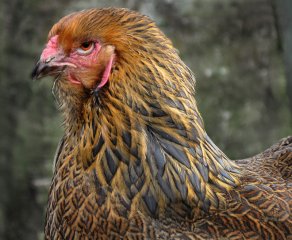 Guld blåbandad Brahmahöna
