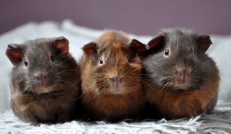 Oizter, Oliwia & Odine