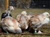 Faverolle   - tupp- & tuppkycklingar