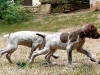 Fifi (bakgrund) & Farin