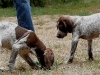 Fifi (höger) & Farin