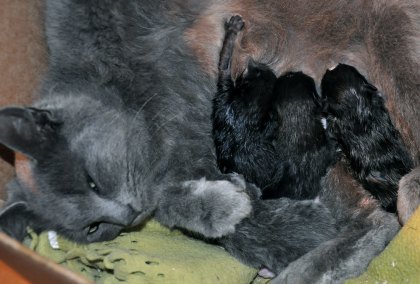 Katten med sina 4 nyfödda ungar