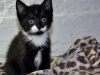 Kattungen Danny