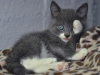 Kattungen Nicke