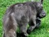Katten & Magi