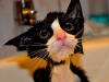 Kattungen Alexander