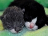 Kattungarna Nicke & Alexander