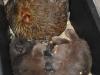 Katten som fick sin kattunge Magi tillsammans med en ruvhöna 