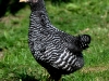 Plymouth Rock kyckling - höna