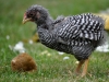 Plymouth Rock kyckling - tupp