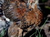 Guld blåbandad Brahmatupp - kyckling