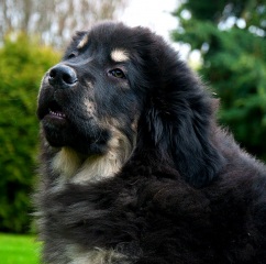 Tibetansk mastiff; 3 månader - underbar....