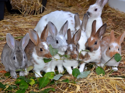 De 7 små kaninerna med sin pappa Vixen