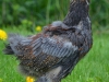 Guld blåbandad Brahmatupp (kyckling)