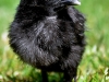 MESdvärg kyckling   svart guldbröstad
