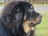 Tibetansk Mastiff tillhörande Krister Olander Lindblom