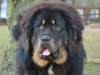 Tibetansk Mastiff tillhörande Krister Olander Lindblom