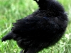MESdvärg kyckling - svart guldbröstad