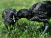 MESdvärg kyckling - svart guldbröstad