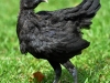 MESkyckling -  svart guldbröstad