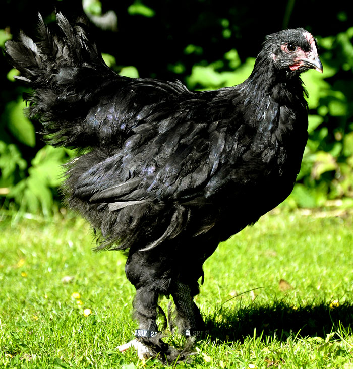 Курица черная серебристая